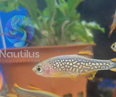 Galaxy Celestial Rasbora (CPD)