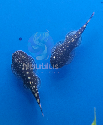 Borneo Loach