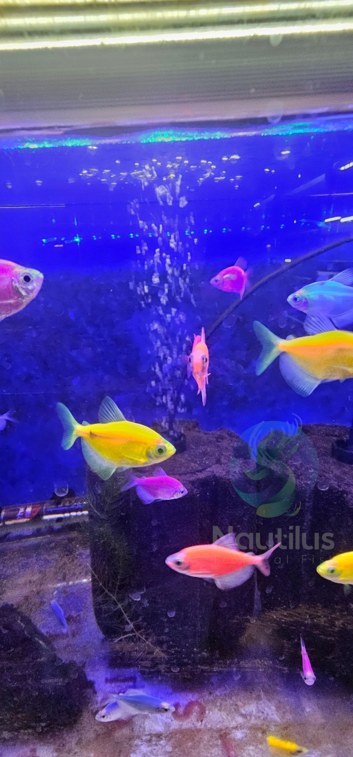 GloFish Tetra