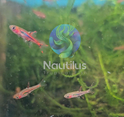 Chili Rasbora (Boraras brigittae)