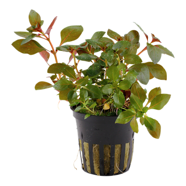 Ludwigia repens &#39;Rubin&#39;