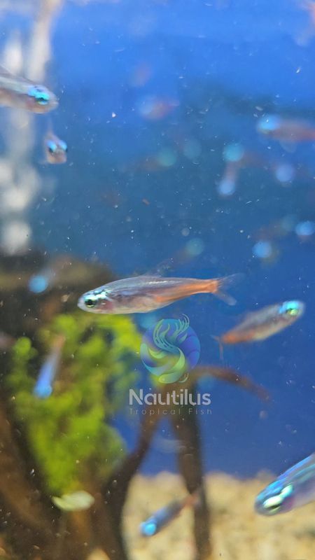 Diamond Head Neon Tetra (Paracheirodon innesi var.)