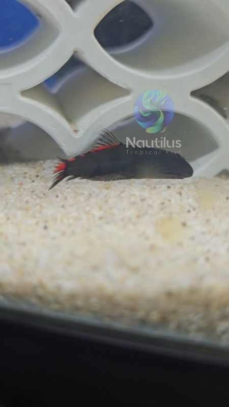 Bloody Mary Hillstream Loach (Gastromyzon sp. ‘Bloody Mary’)