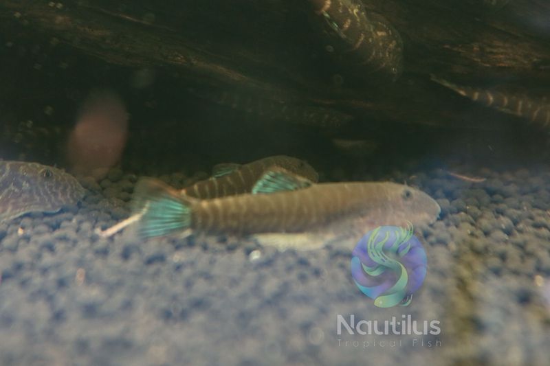 Blue Zebra Hillstream Loach (Gastromyzon sp.)