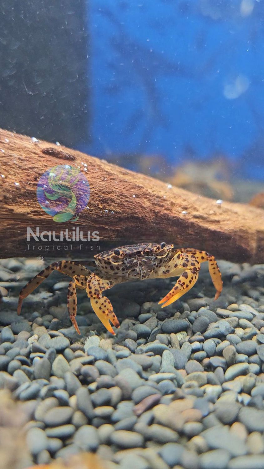 Panther Crab (Parathelphusa pantherina)