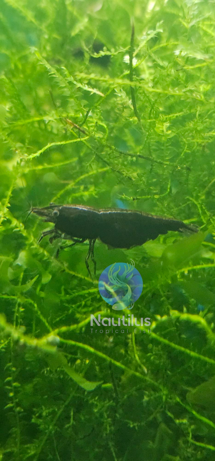 Black Rose Shrimp