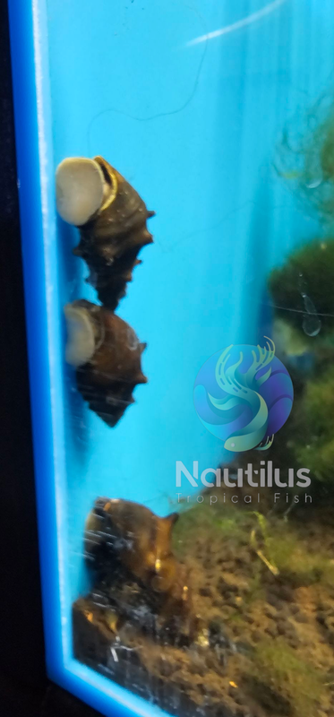 Pagoda Snail (Brotia pagodula)