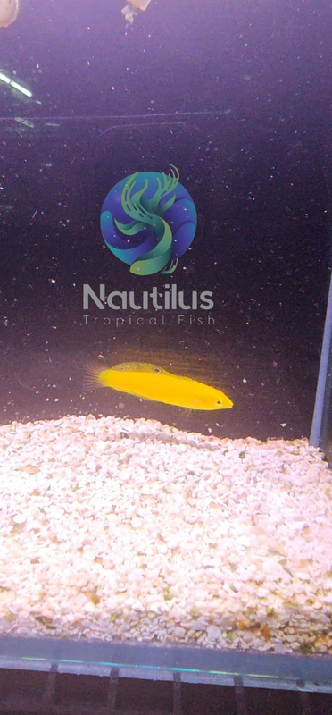 Yellow Coris Wrasse (Halichoeres chrysus)