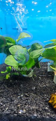 Anubias barteri &quot;Wrinkled&quot;