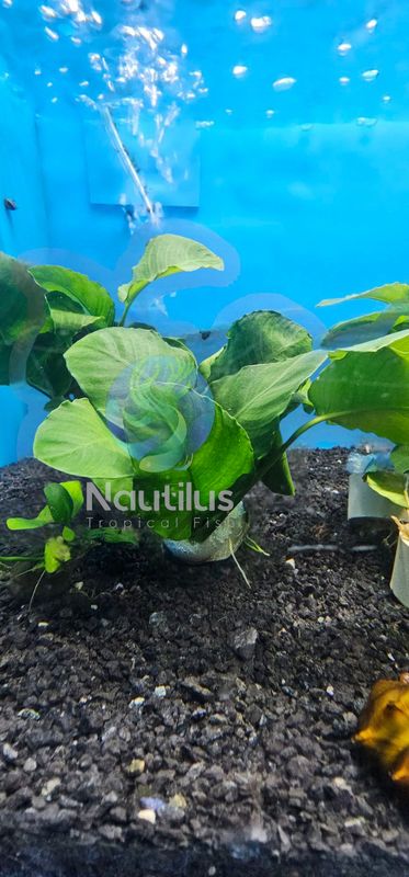 Anubias barteri "Wrinkled" sm