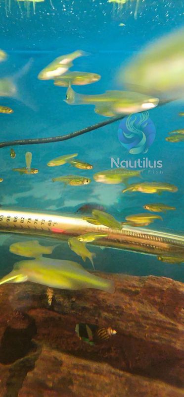 Green Kubotai Rasbora (Microdevario kubotai)