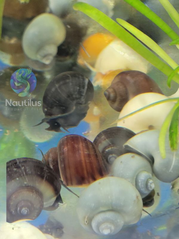 Mystery Snail ASST