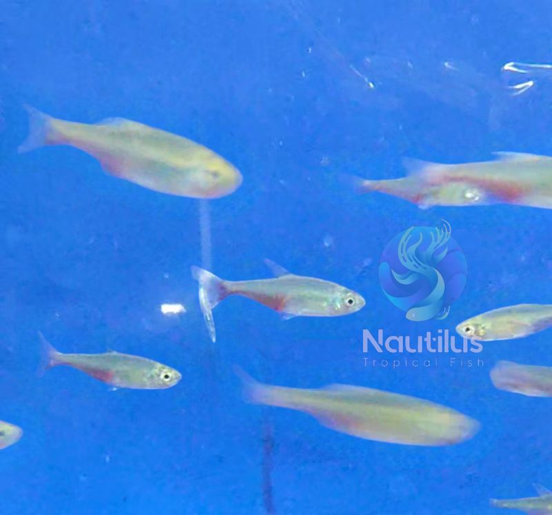 Green Fire Tetra (Aphyocharax rathbuni)