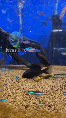 Black Ram Cichlid (Mikrogeophagus ramirezi)