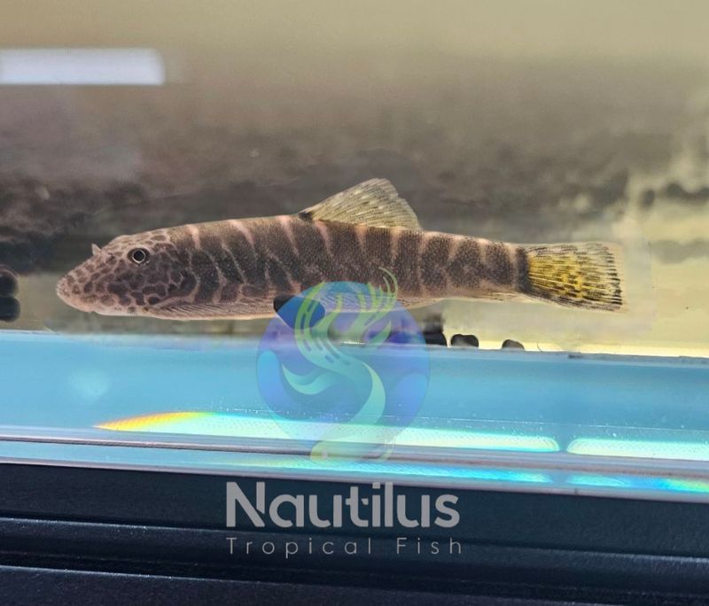 Gastromyzon viriosus (Yellow Finned Hillstream Loach)