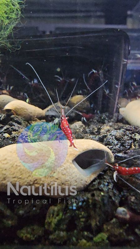 Cardinal Sulawesi Shrimp (Caridina dennerli)