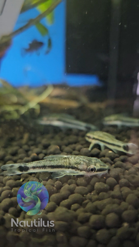 Otocinclus