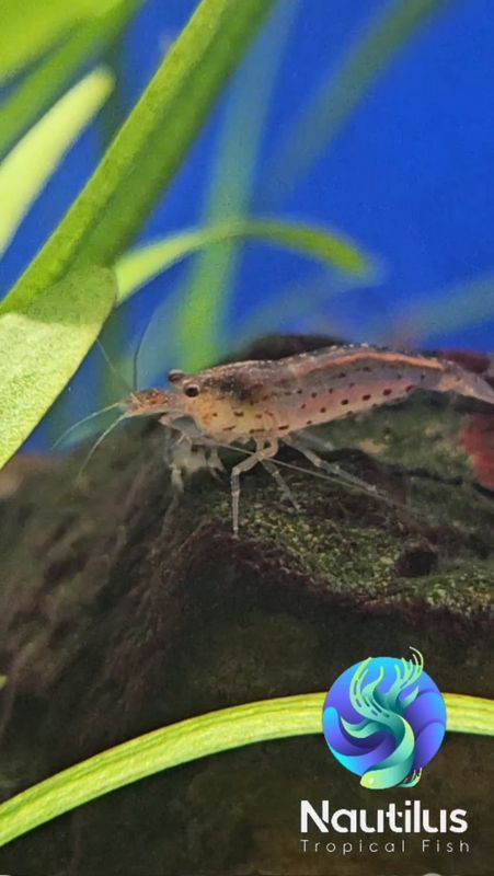 Sun Orange Amano  (Caridina multidentata)