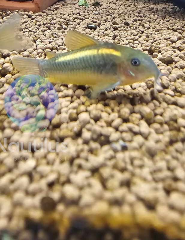Gold Laser Cory CW010
