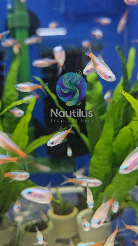 Albino Neon Tetra (Paracheirodon innesi var. albino)