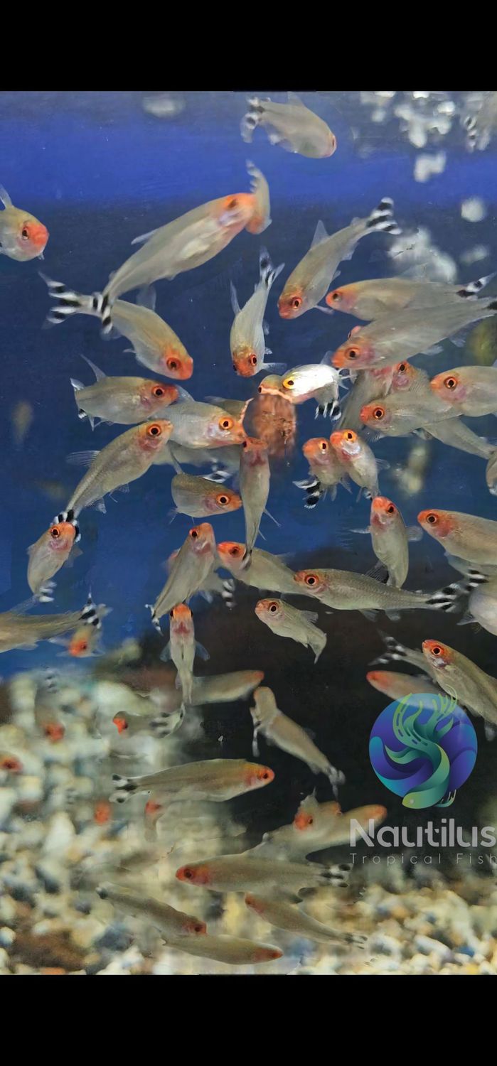 Rummynose Tetra
