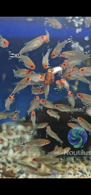 Rummynose Tetra