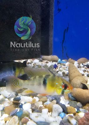 German Blue Ram (Mikrogeophagus ramirezi)