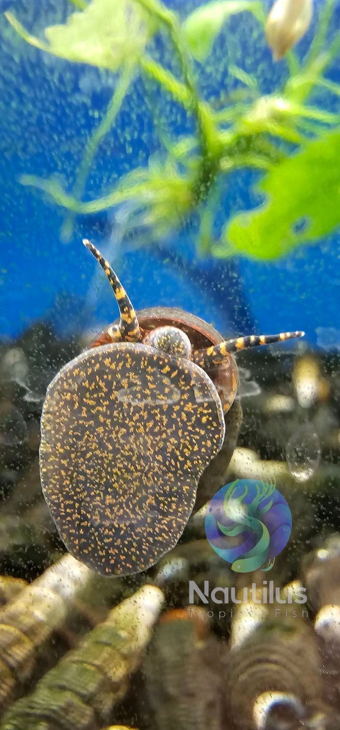 Blue Berry Snail - Viviparus sp.