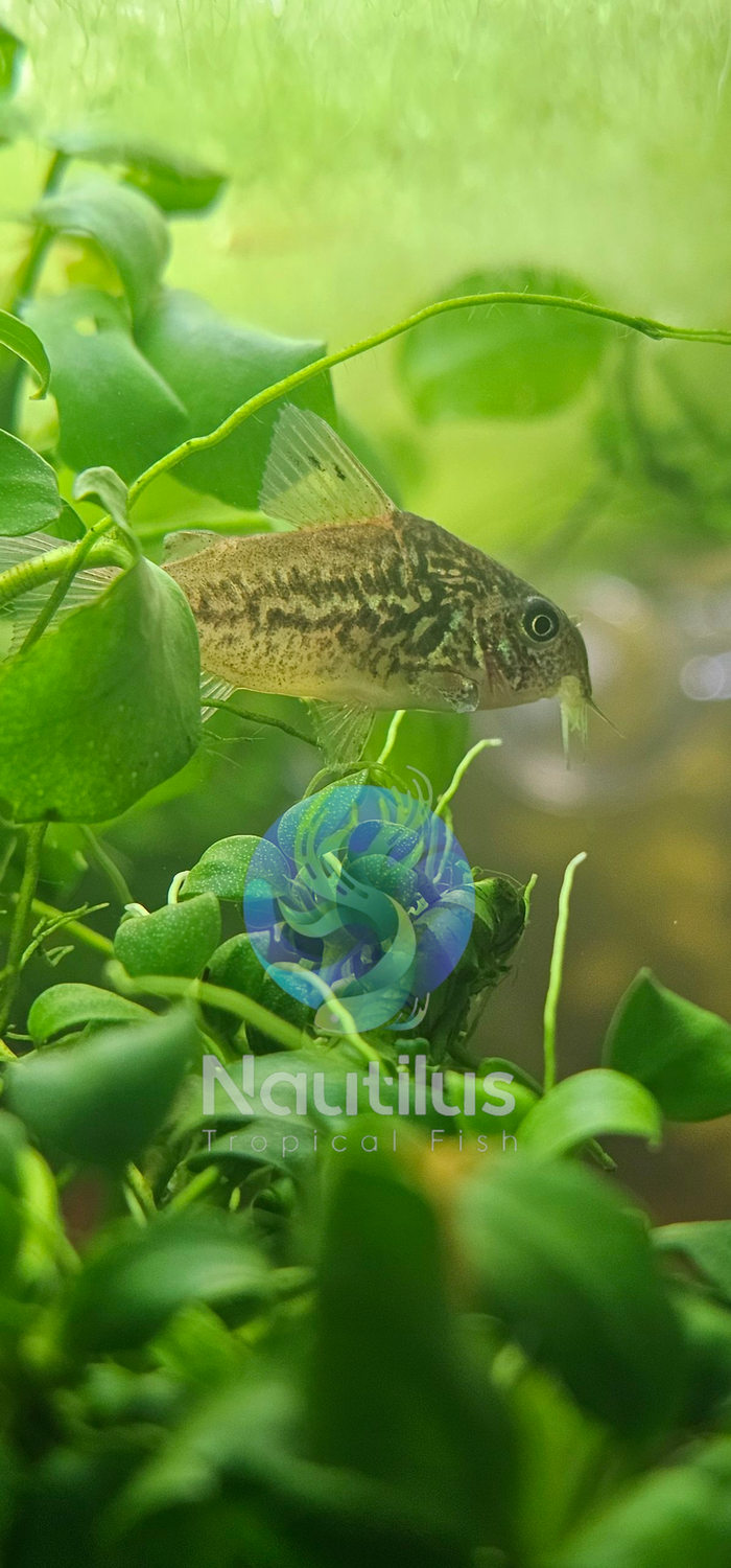 C005 Corydoras pantanalensis