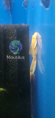 Albino Lemon Blue eye LF pleco(L144a)