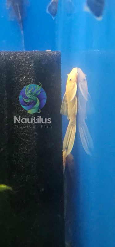 Albino Lemon Blue eye LF pleco(L144a)