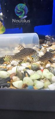 Sterbai Cory (Corydoras sterbai)