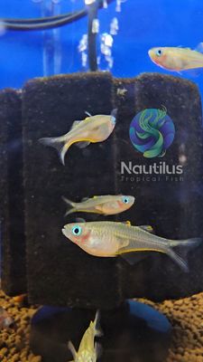 Forktail Rainbowfish (Pseudomugil furcatus)