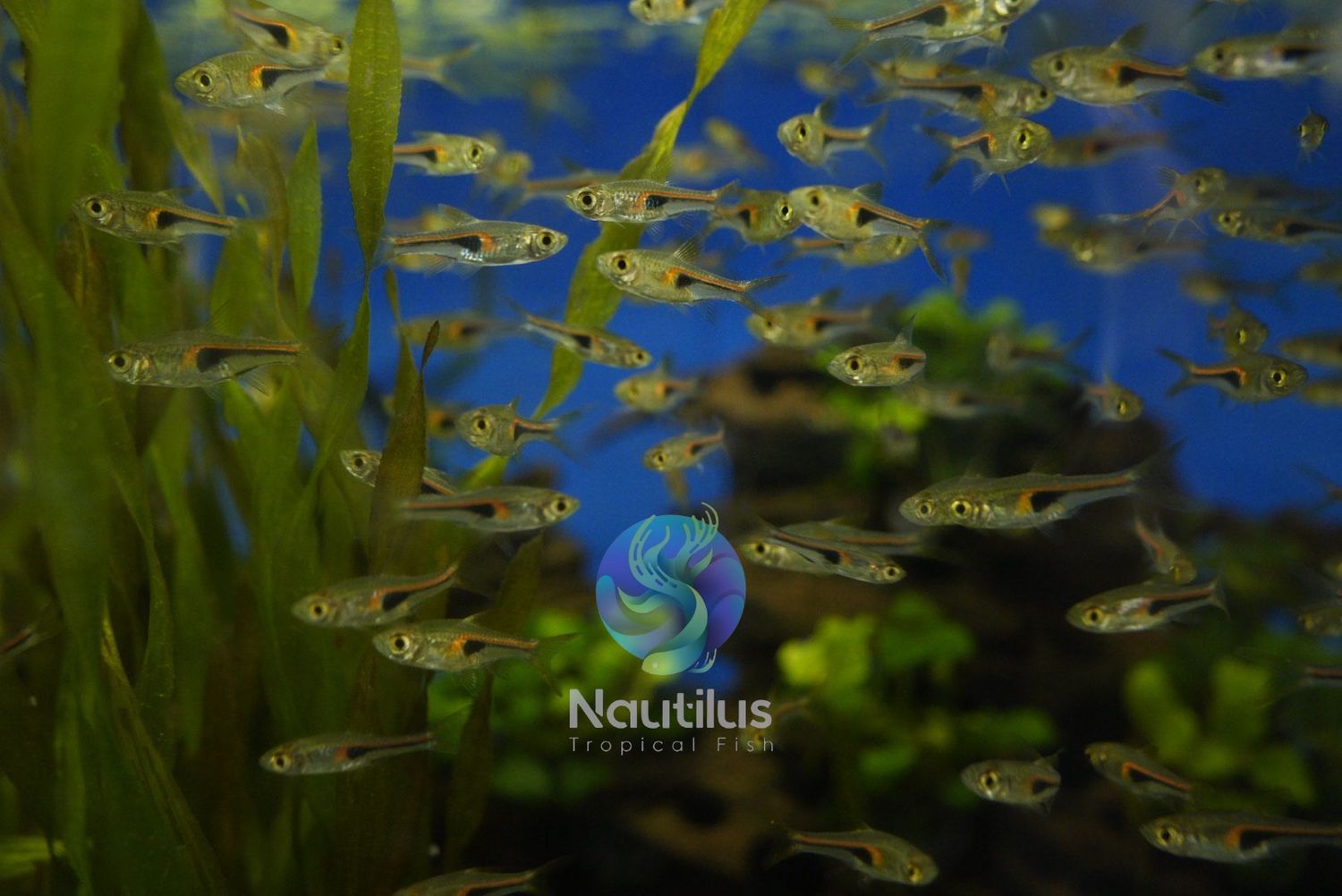 Glowlight Rasbora (Trigonostigma hengeli)