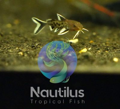 Petricola Catfish (Synodontis petricola)