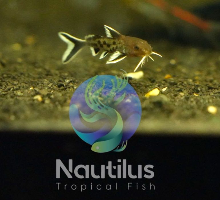 Petricola Catfish (Synodontis petricola)