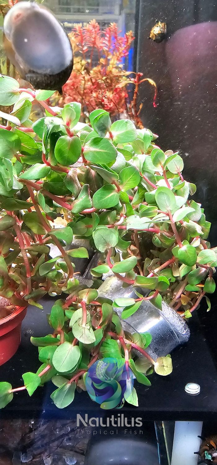 Rotala macrandra ‘Mini Red’