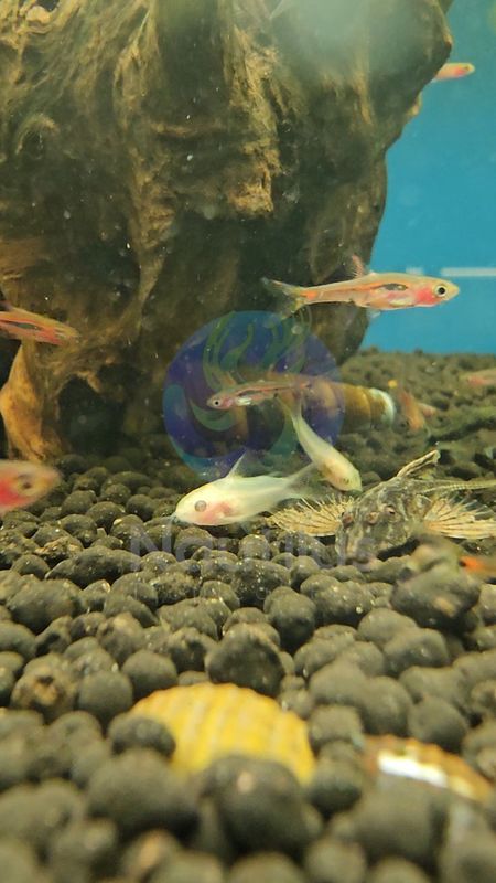 Albino Pygmy Cory (Corydoras pygmaeus - Albino Variant)