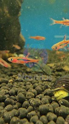 Chili Rasbora (Boraras brigittae)