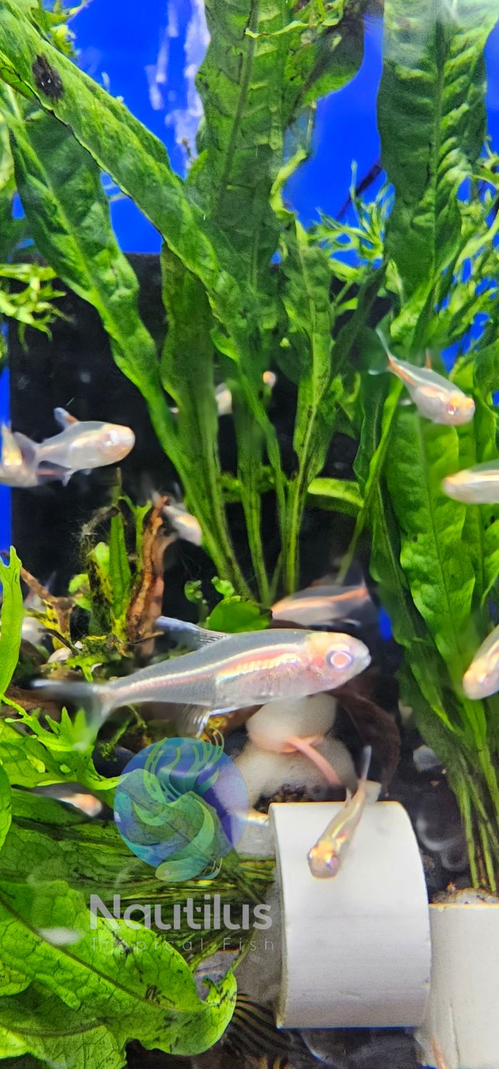 Albino Glowlight Tetra