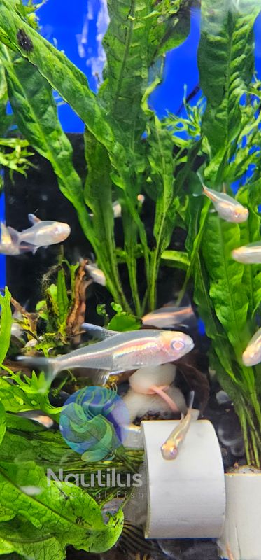 Albino Glowlight Tetra