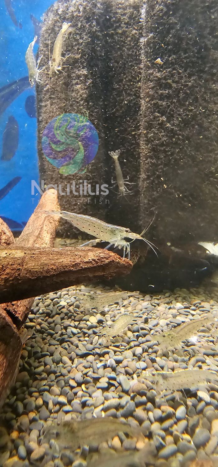 Amano Shrimp XL