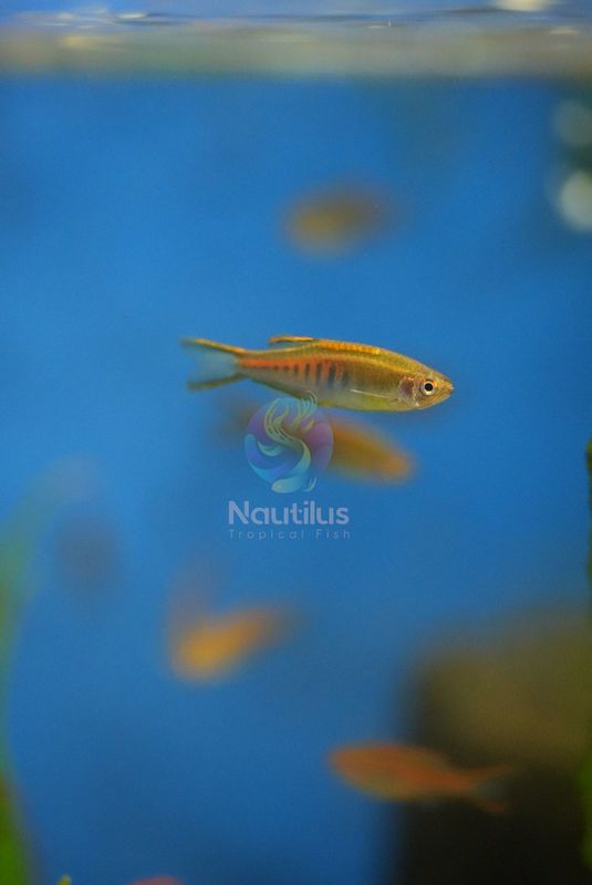 Glowlight Danio (Danio choprae)