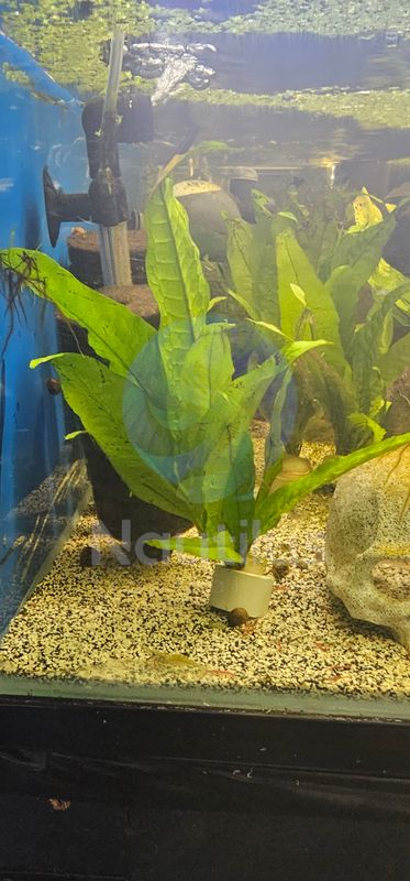 Malaysian Red Java Fern (Microsorum pteropus)