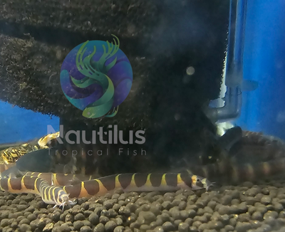 Kuhli Loach