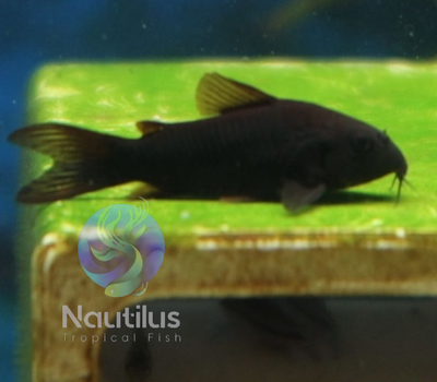 Black Venezuelan Cory