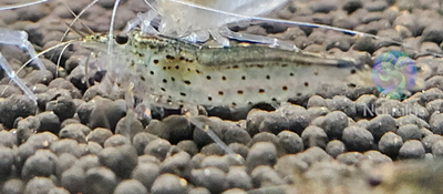 Amano Shrimp (Caridina multidentata)