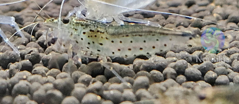Amano Shrimp (Caridina multidentata)