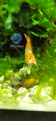 Orange Rili shrimp