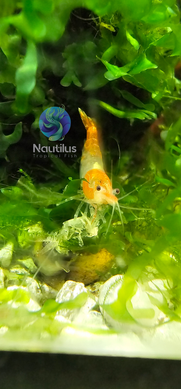 Orange Rili shrimp